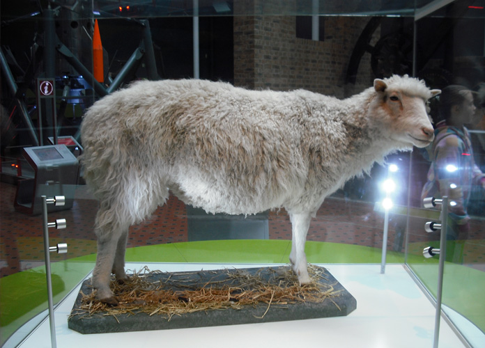 A famosa ovelha Dolly