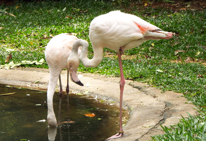 Flamingos, são muuuitos