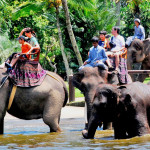 Turismo de exploração animal