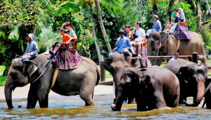 Turismo de exploração animal