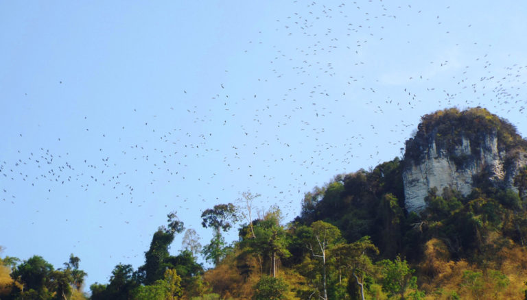 ilha dos morcegos