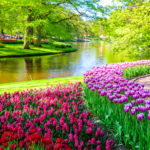 Keukenhof