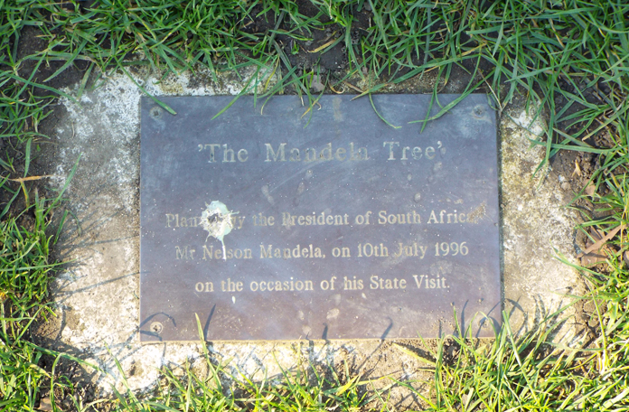 Plaquinha que identifica a árvore que foi plantada pelo Mandela