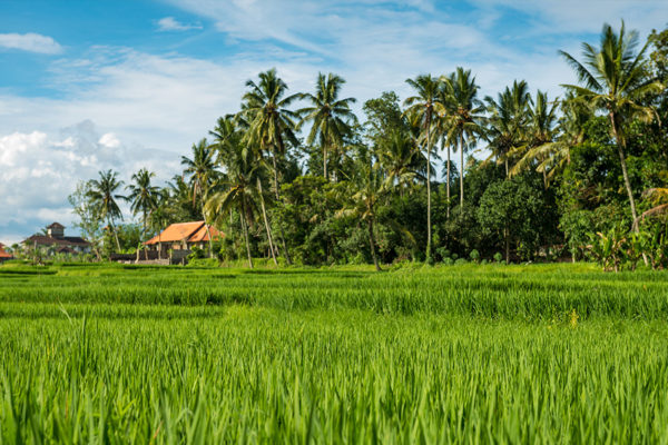 ficar em Ubud