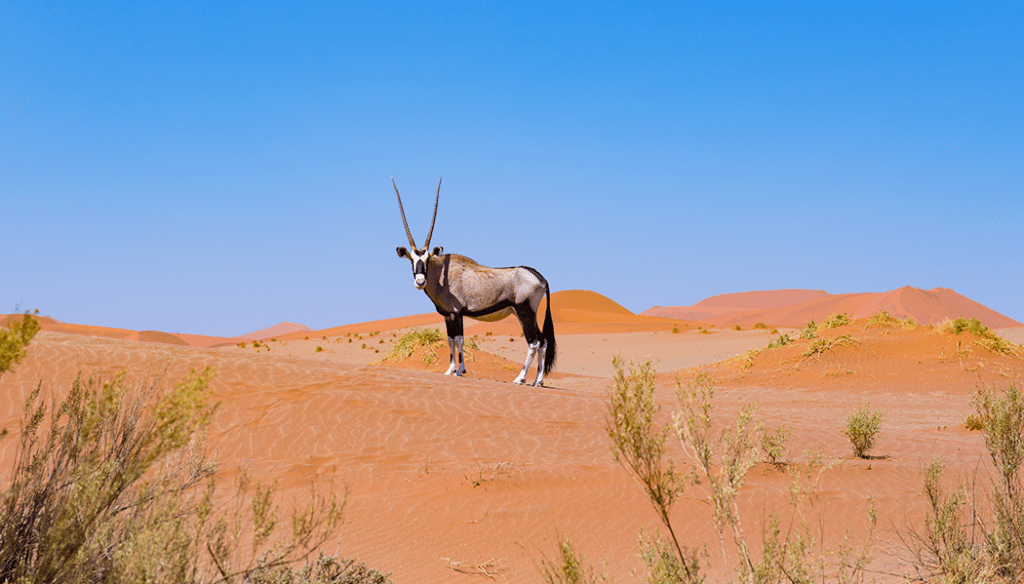 o que fazer em Doha