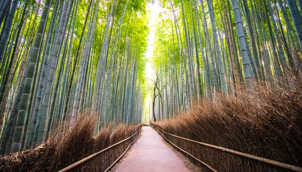 O que fazer em Kyoto