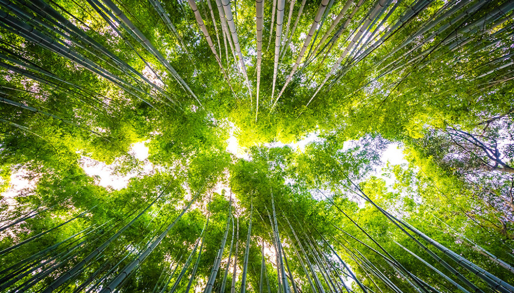 O que fazer em Kyoto