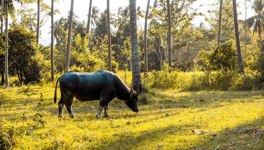 O que fazer na Ilha do Marajó