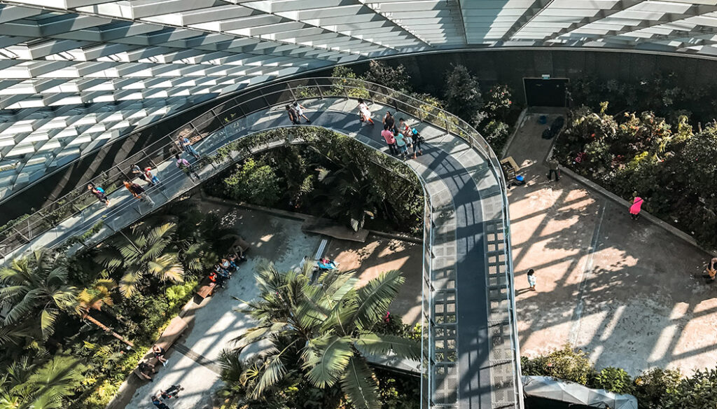 Cloud Forest